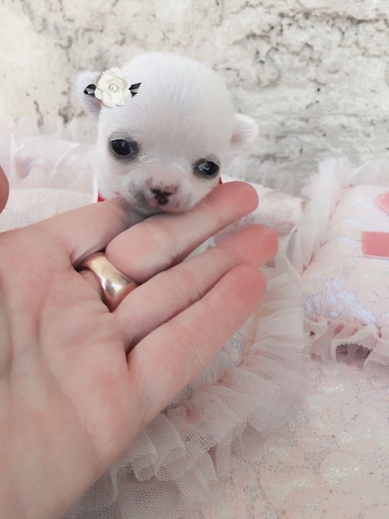 des Minis Starlett's - Chiot disponible  - Chihuahua