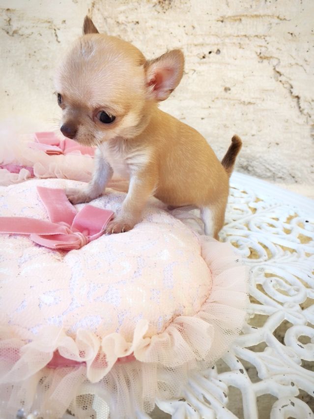 des Minis Starlett's - Chiot disponible  - Chihuahua